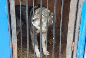 В краевой столице продолжаются мероприятия по отлову безнадзорных животных